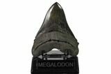 Serrated, Fossil Megalodon Tooth - South Carolina #157847-1